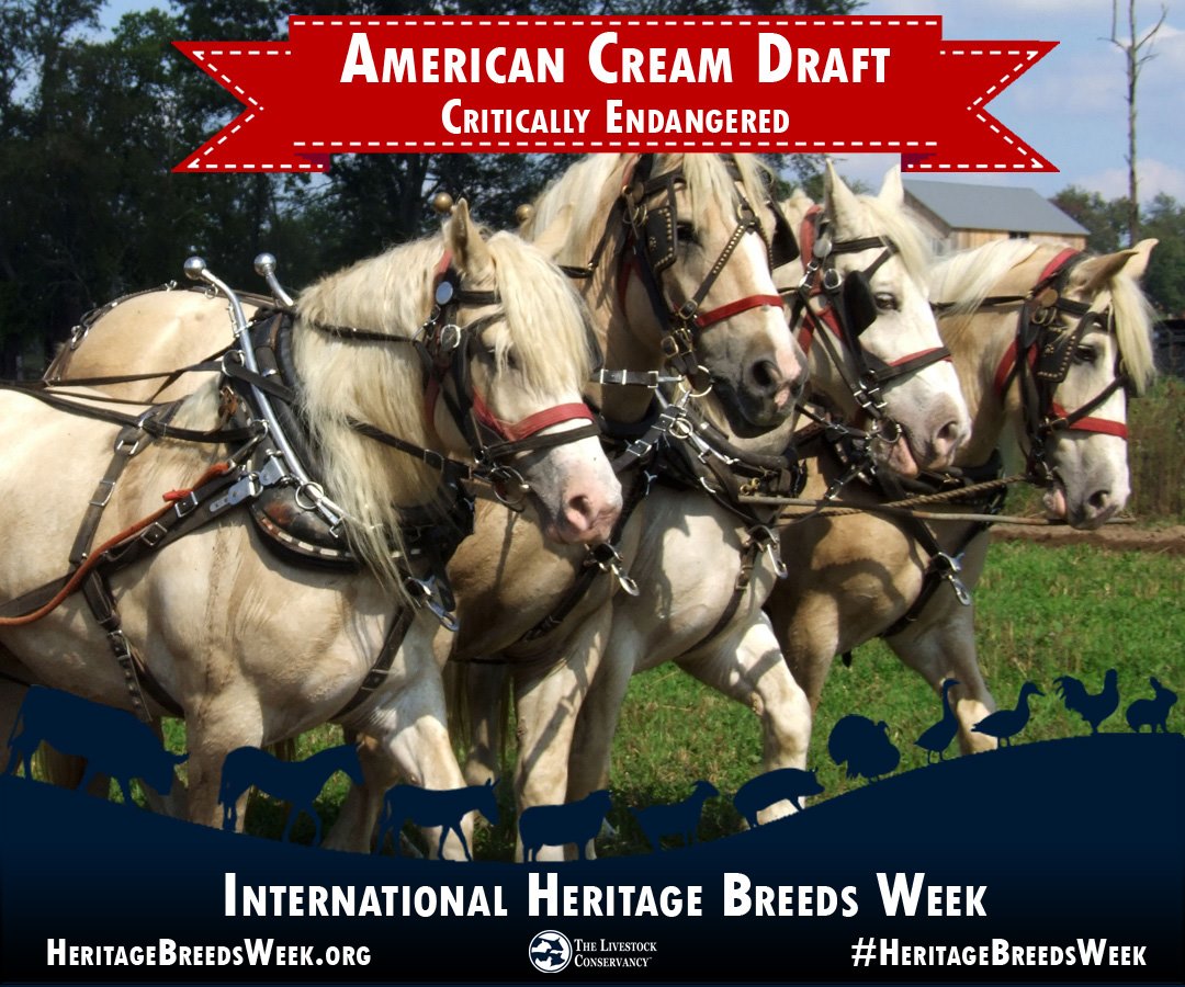 American Cream Draft